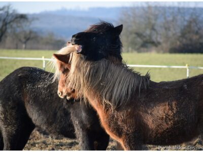 Ein Wintersonne-Sonntagsspaziergang