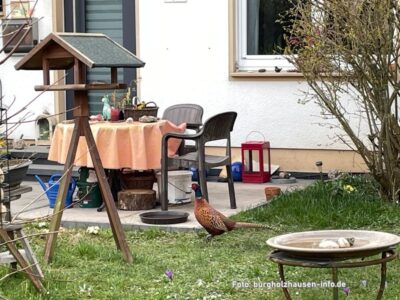 Ein Vogel mit besonderem Geschmack!